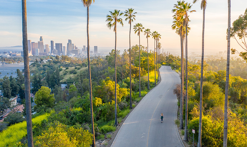 A winding road lined with palm trees leading to a city skyline